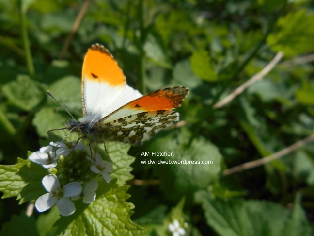orange tip extra 1.jpg