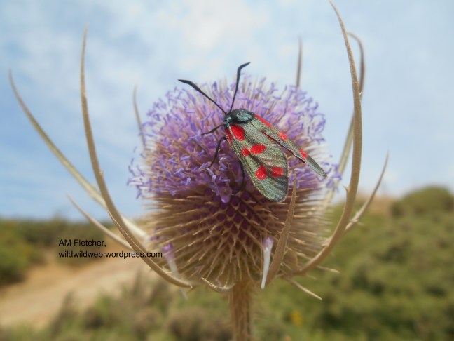 burnet moth on thistle