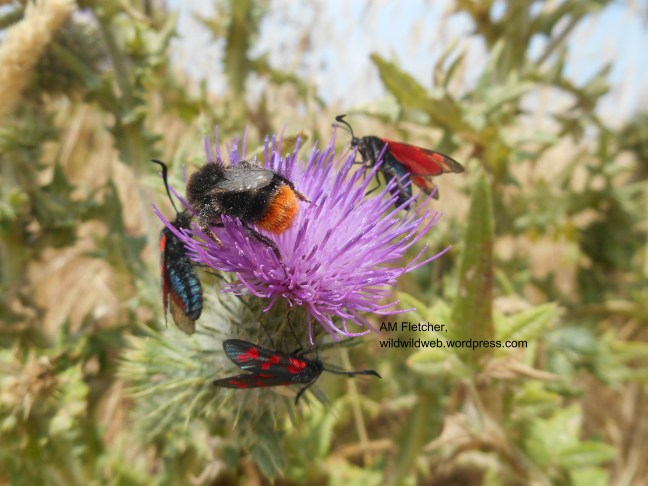 burnet moths with bee