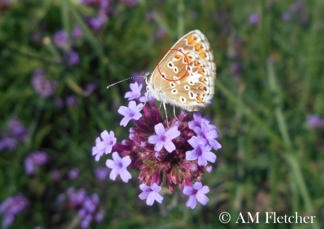 common blue brown argus